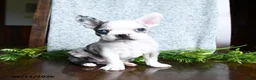 Boston Terrier dogs for sale: Erin - Ad 3