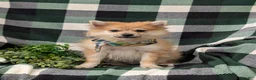 Pomeranian dogs for sale: Boone - Ad 1