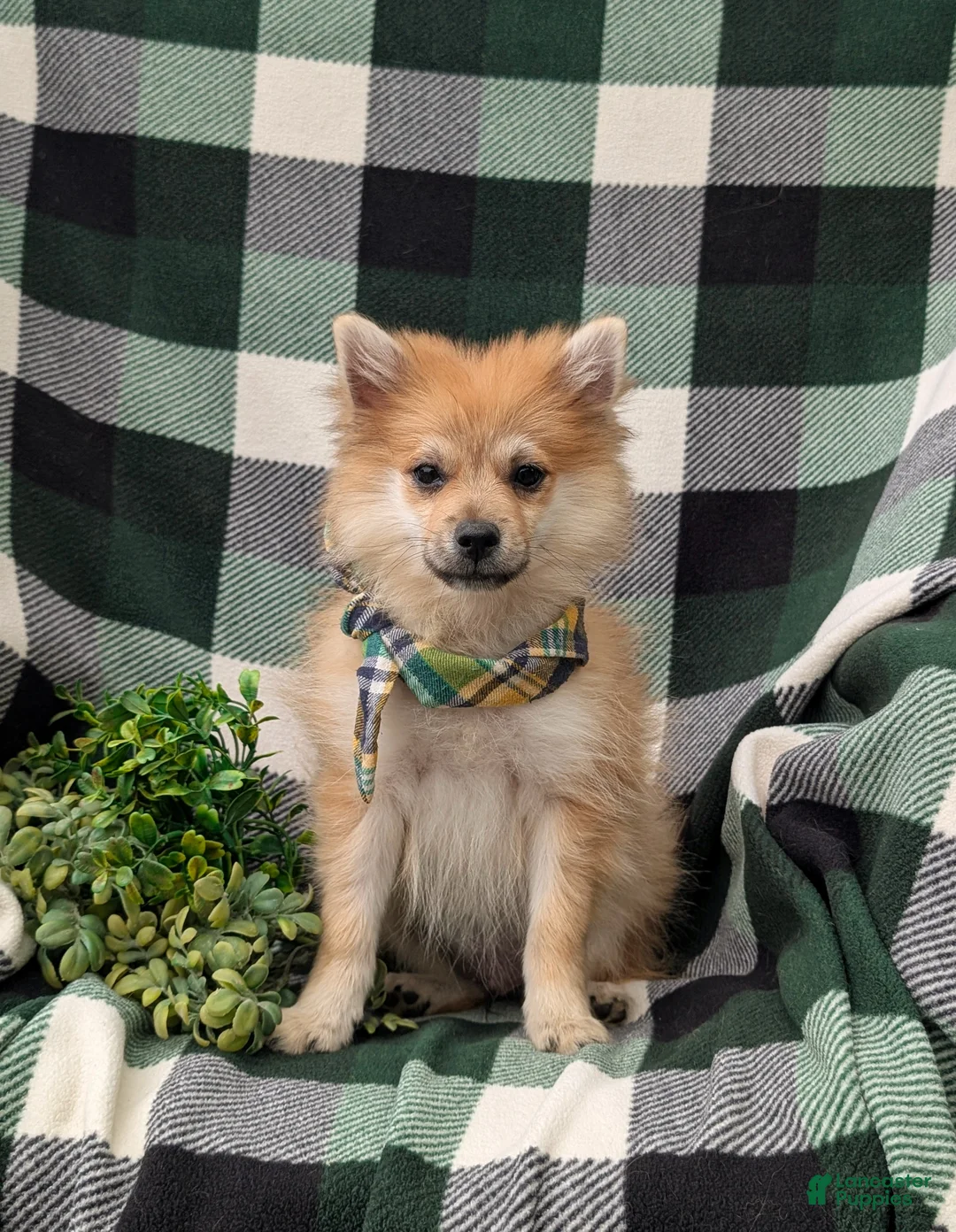 Pomeranian dogs for sale: Boone - Ad 1