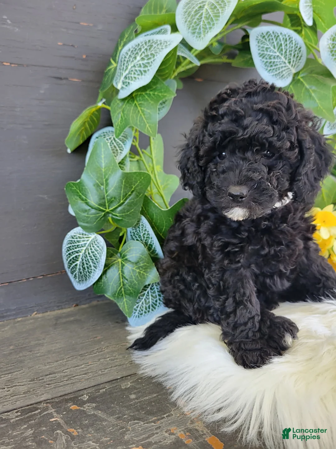 Bichpoo dogs for sale: Miss Ellen - Ad 1