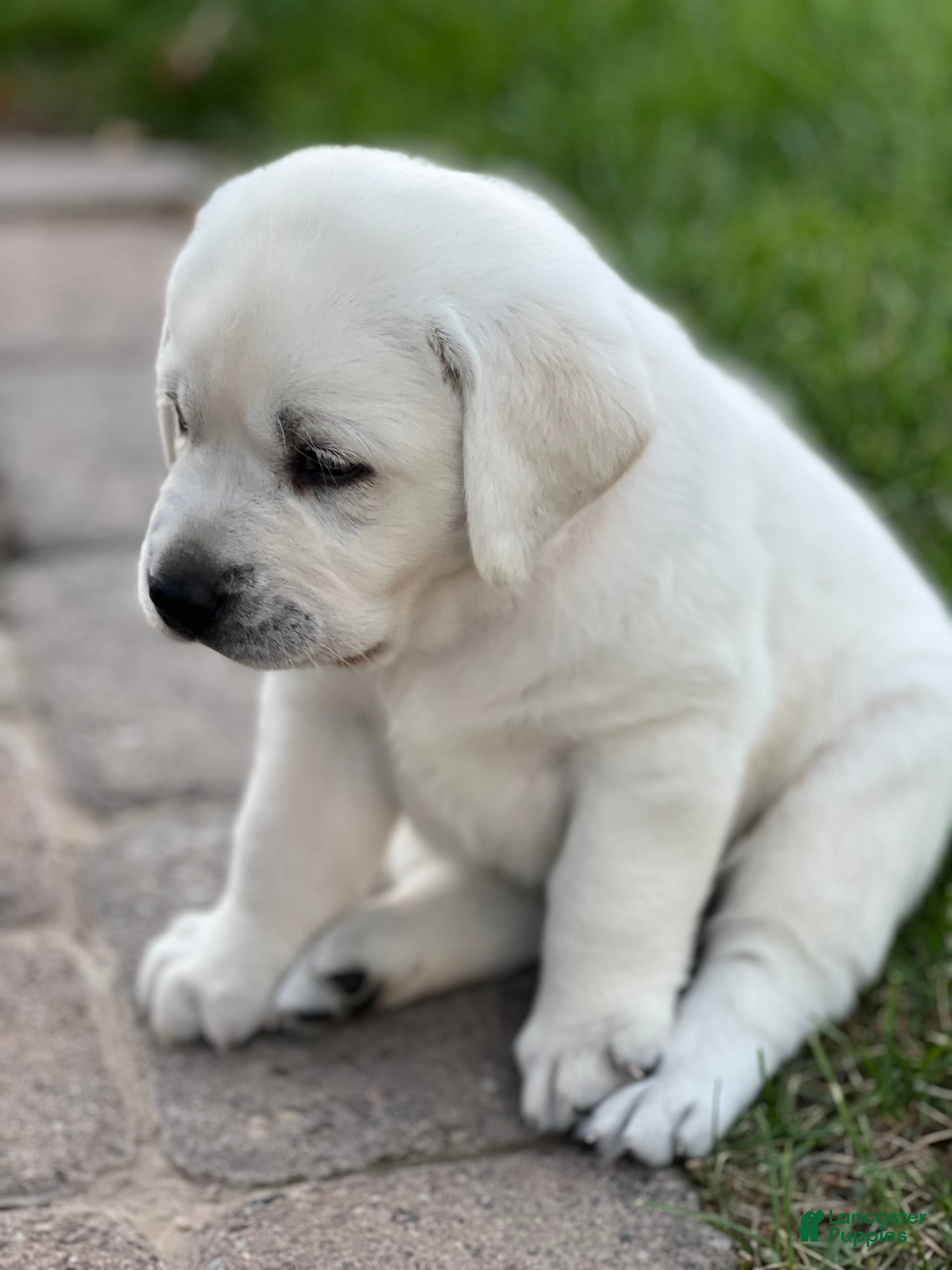 Labrador Retriever dogs Labrador Retriever 1 - Ad 6