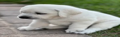 Labrador Retriever 1