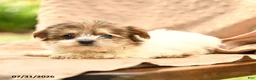 Biewer Terrier dogs for sale: Talia - Ad 3