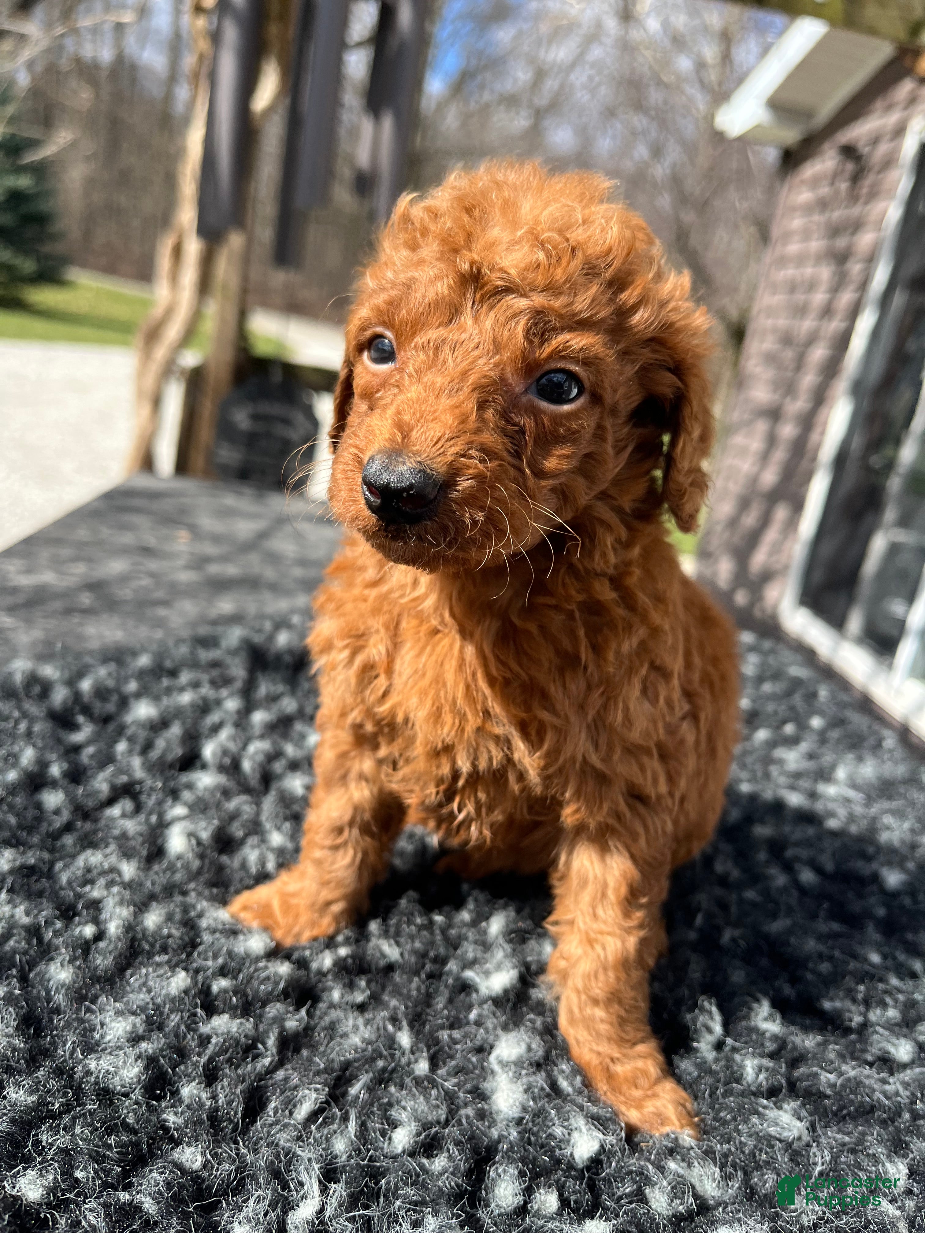 Mini Goldendoodle dogs Sadie - Ad 1