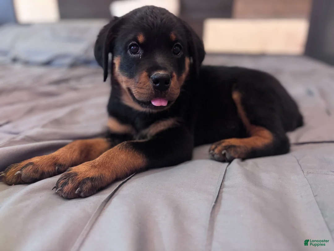 Rottweiler dogs for sale: Rottweiler 4 - Ad 1