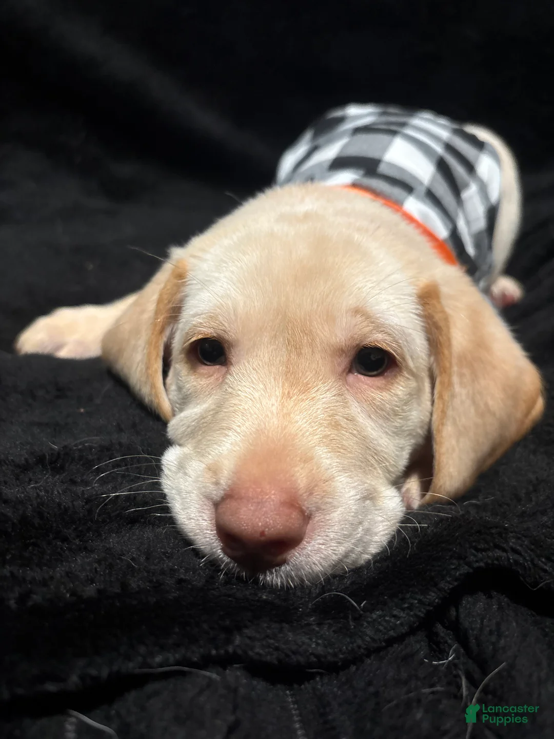 Labrador Retriever dogs for sale: Kai (orange)  - Ad 2