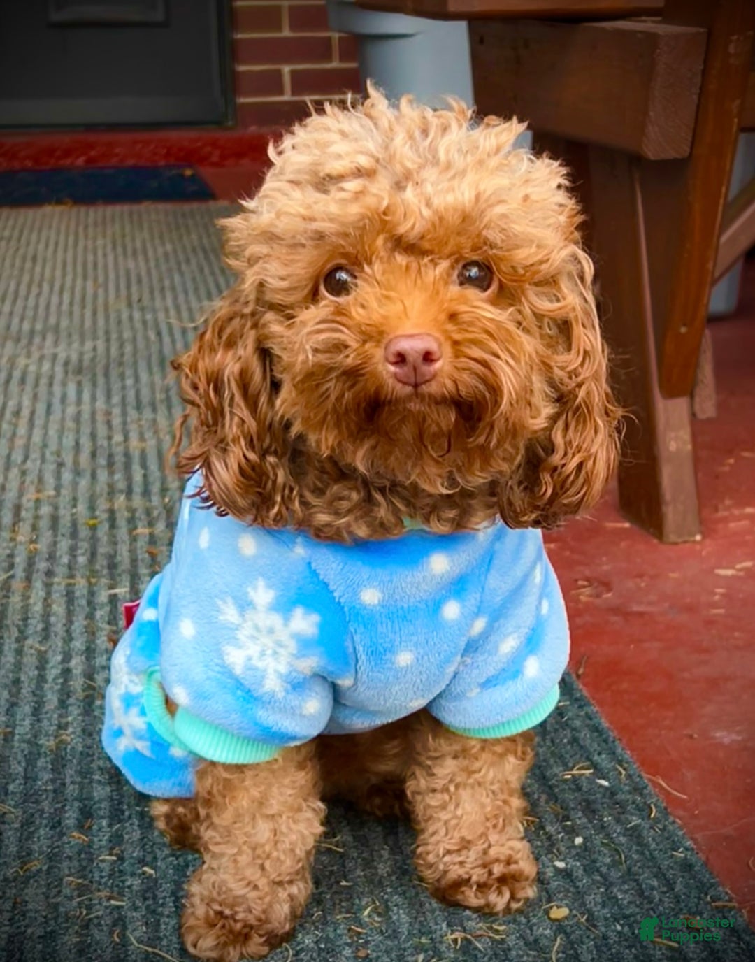 Toy Poodle dogs for sale: Dorthy - Ad 18