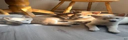 Shiba Inu dogs for sale: Sasha - Ad 5