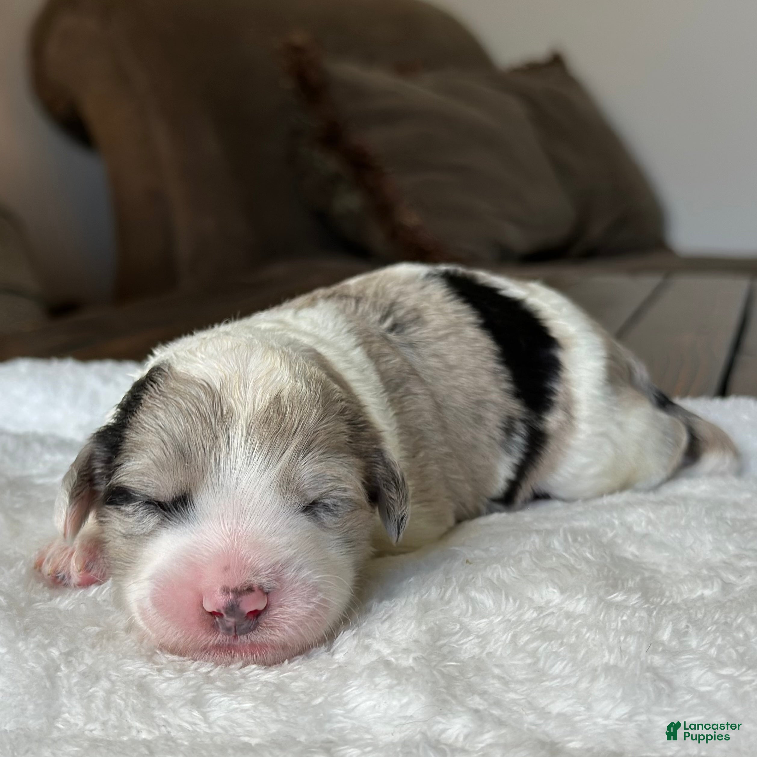Sheepadoodle dogs Merle Male 2 - Ad 1