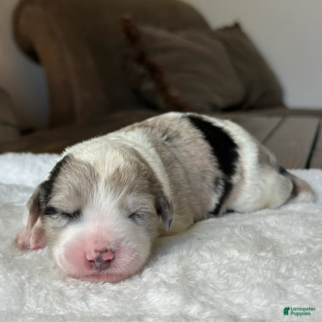 Sheepadoodle dogs for sale: Merle Male 2 - Ad 1