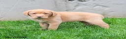 Labrador Retriever dogs for sale: Elton - Ad 1