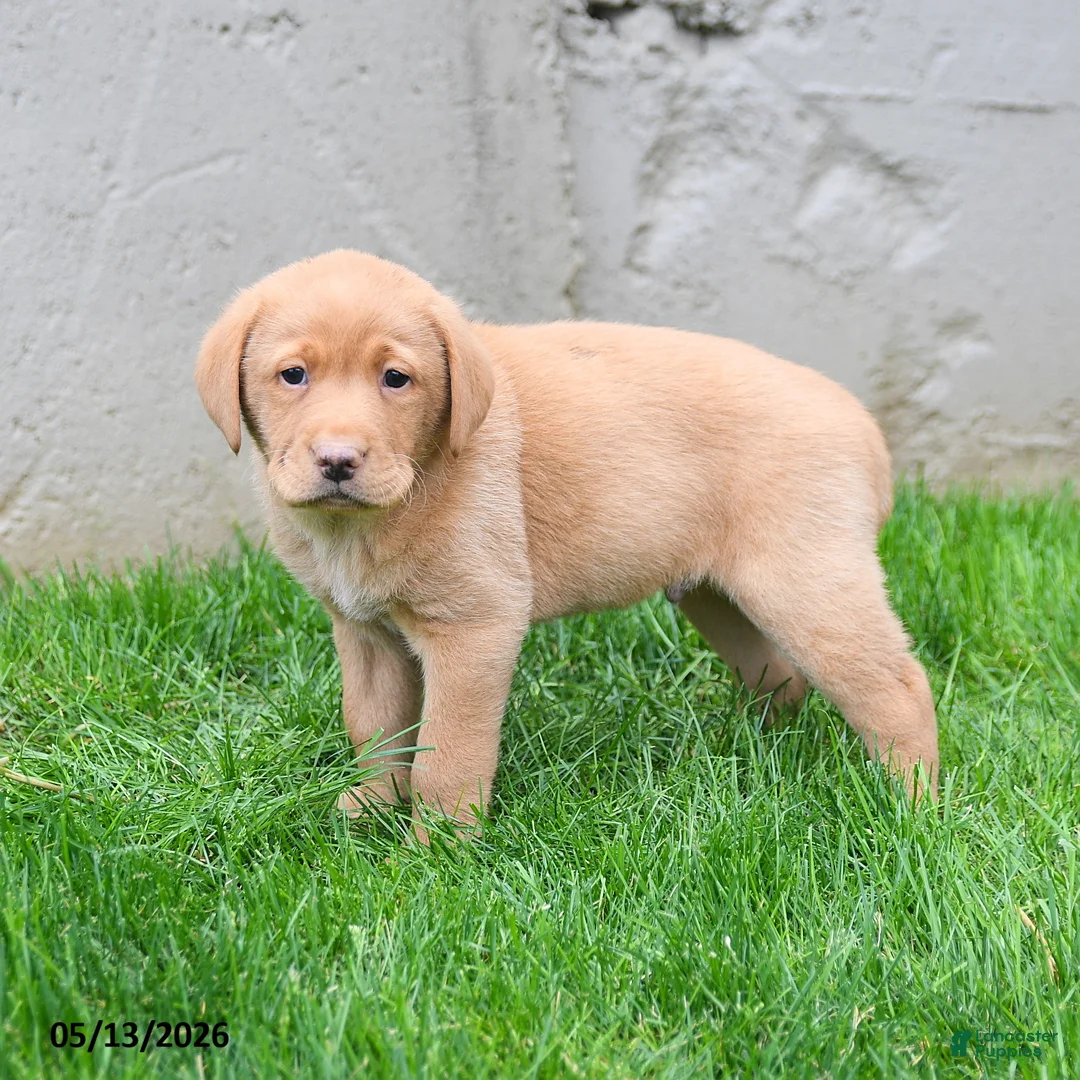 Labrador Retriever dogs for sale: Elton - Ad 1