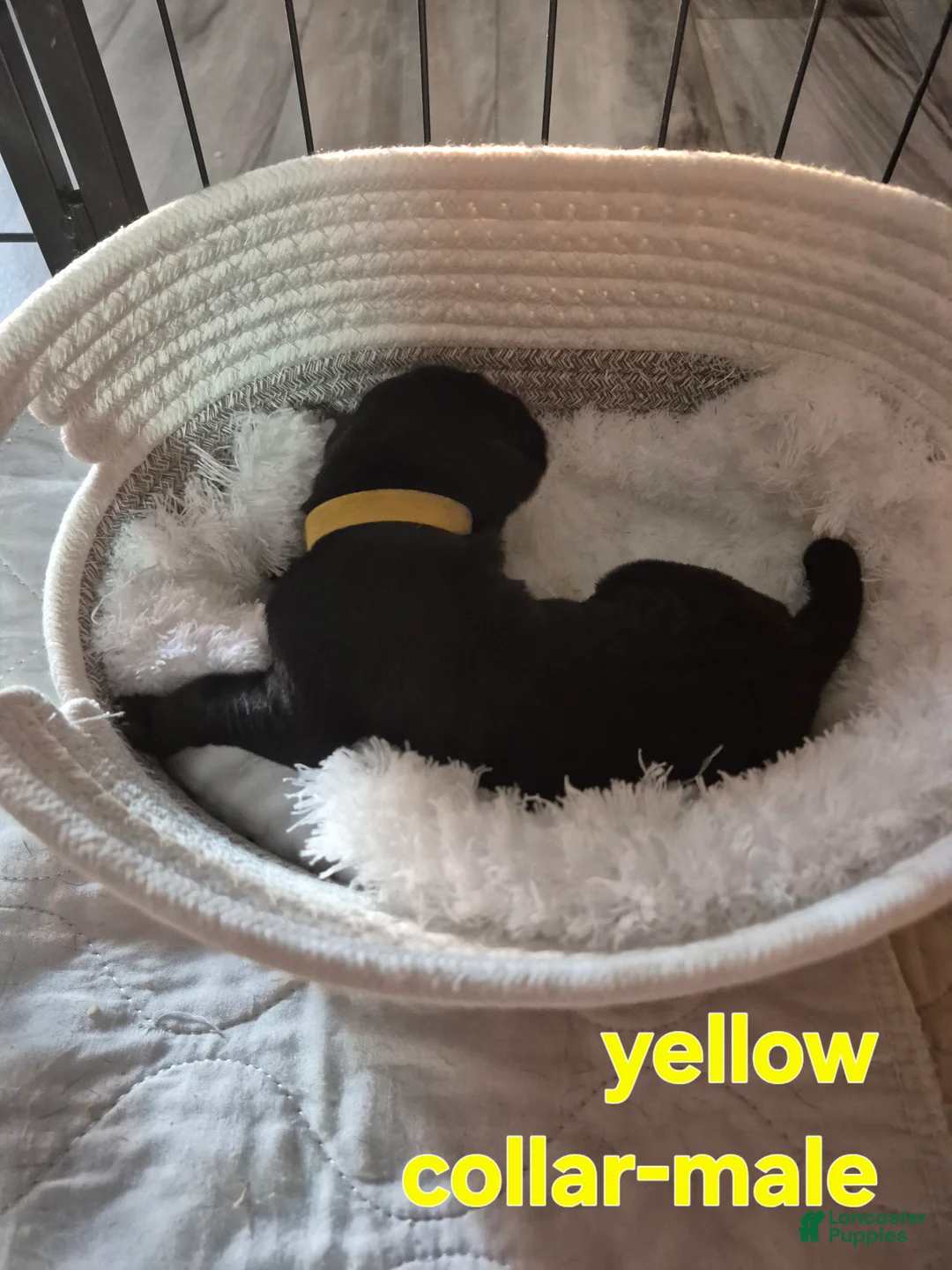 Great Dane dogs for sale: Zorro - Ad 2