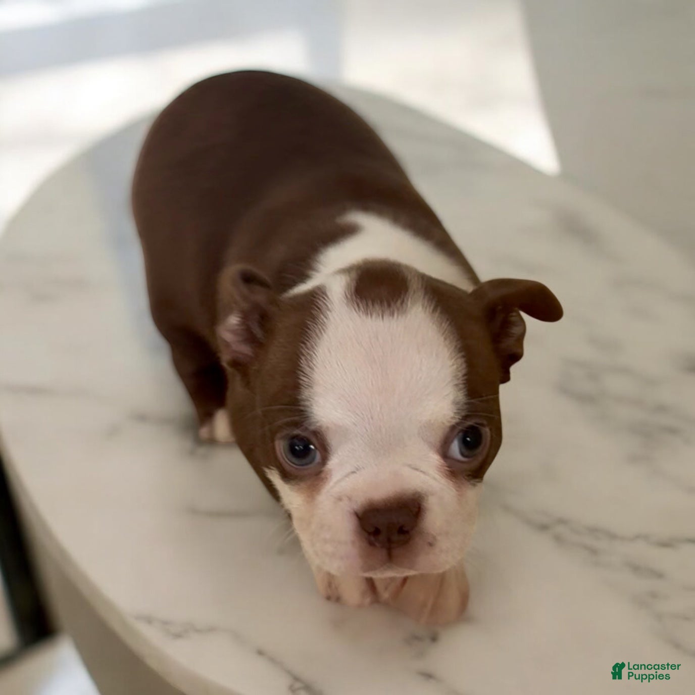 Boston Terrier dogs Boston Terrier Puppy 3 - Ad 21