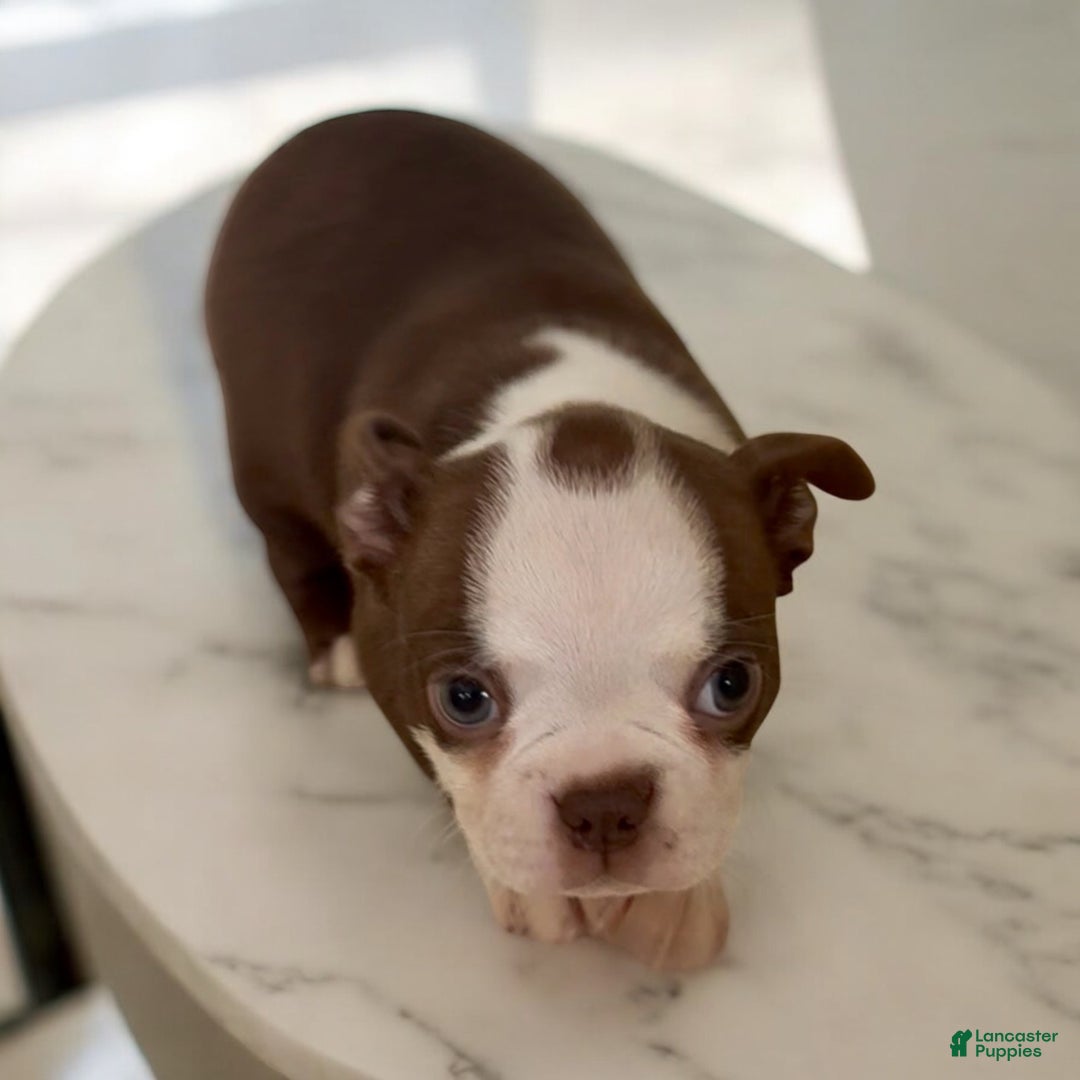 Boston Terrier dogs for sale: Boston Terrier Puppy 3 - Ad 1