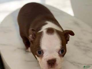 Boston Terrier dogs Boston Terrier Puppy 3 - Ad 32