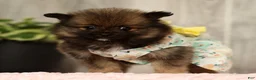 Pomeranian dogs for sale: Cookie - Ad 4