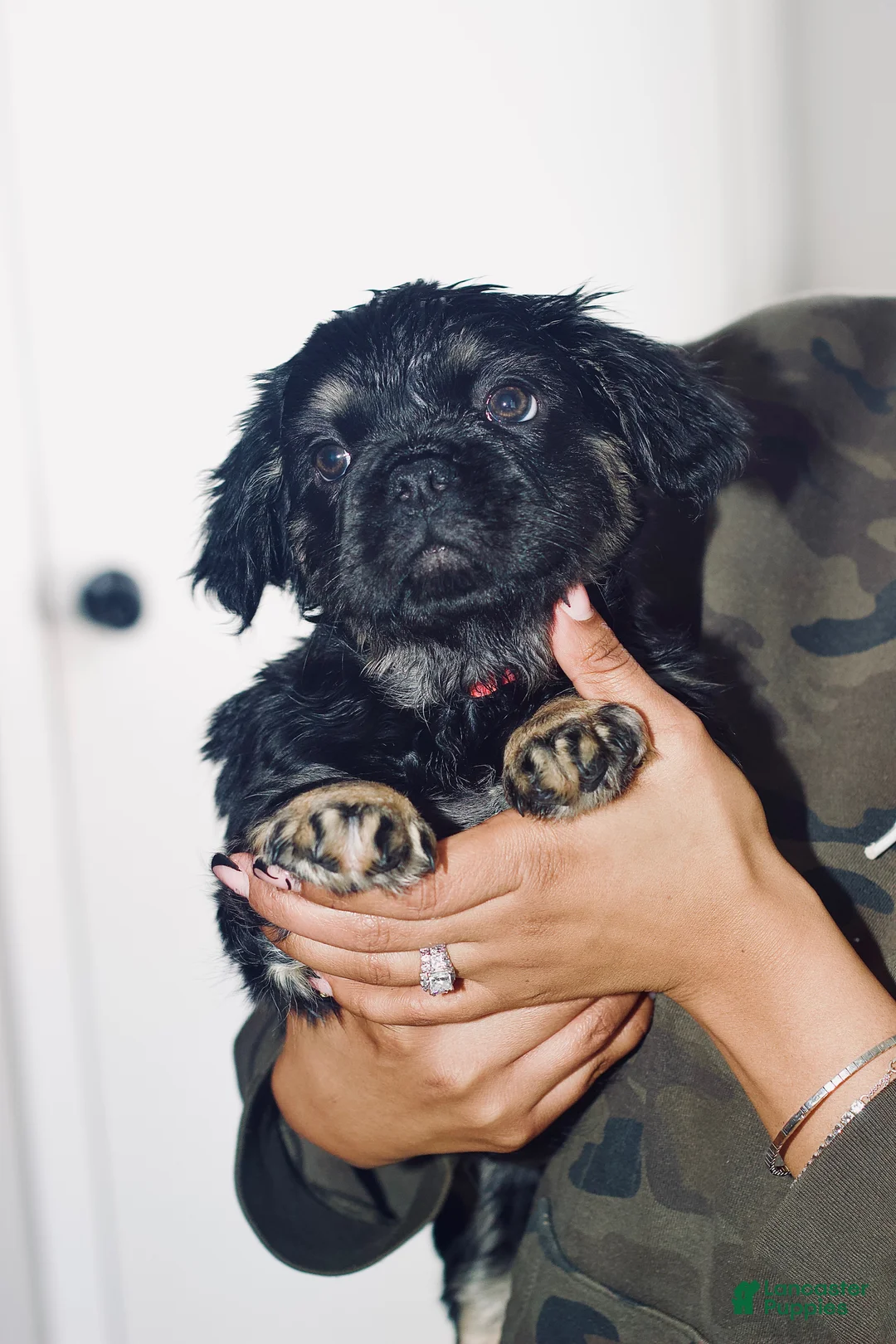 French Bulldog dogs for sale: Aurora  - Ad 4