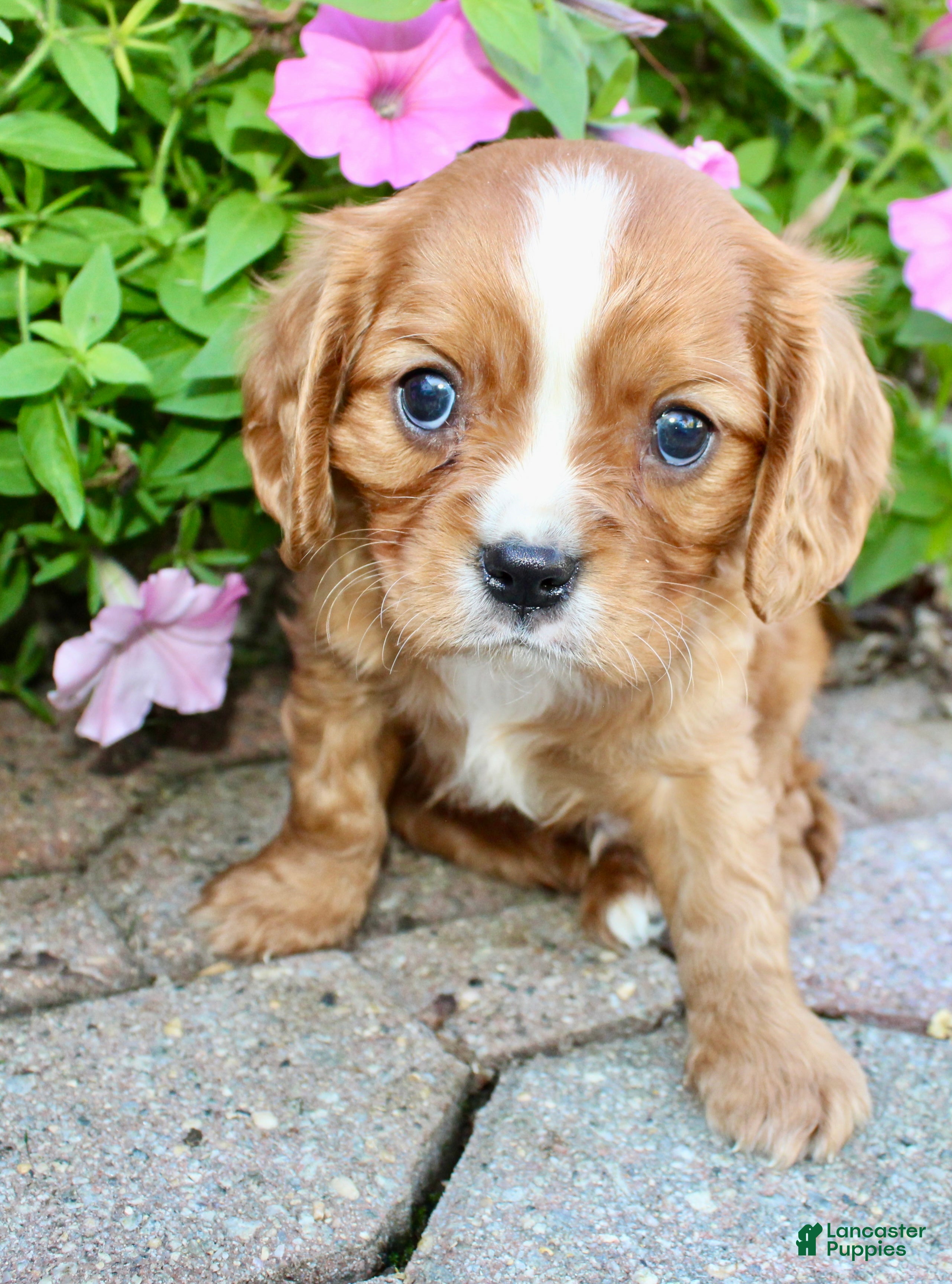 Cavalier King Charles Spaniel dogs Tucker Male AKC Cavalier - Ad 2