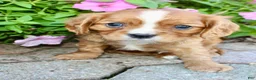Cavalier King Charles Spaniel dogs for sale: Tucker Male AKC Cavalier - Ad 2