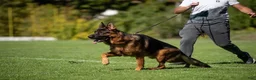 German Shepherd dogs for sale: Diva - Ad 7