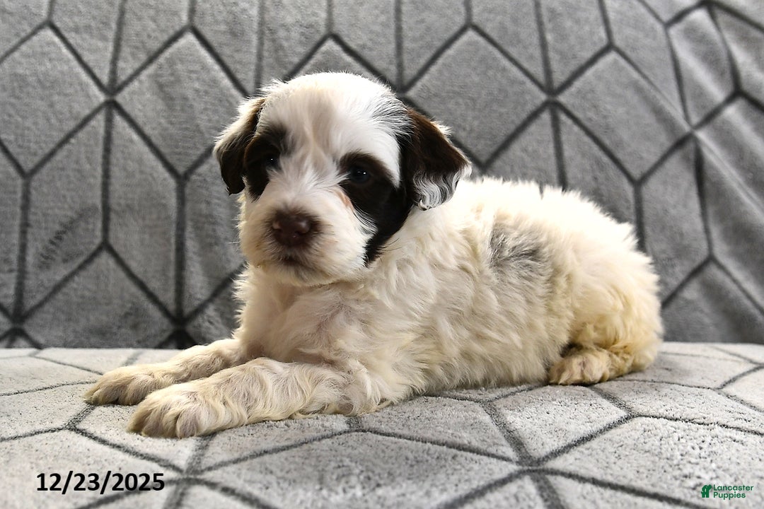 Portuguese Water Dog dogs for sale: Dumpling - Ad 12