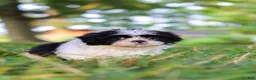 Shih Tzu dogs for sale: Ace - Ad 5