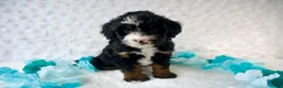 Mini Bernedoodle dogs for sale: Ms. Chocolate Crunch - Ad 1