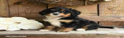 Mini Bernedoodle dogs for sale: Ranger - Ad 3