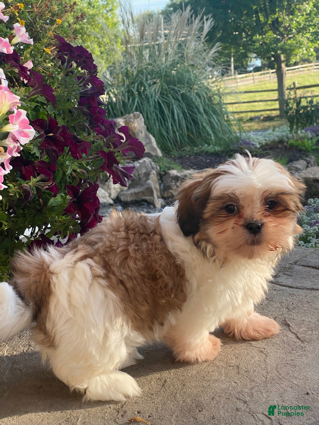 Shih Tzu dogs for sale: Sally - Ad 3