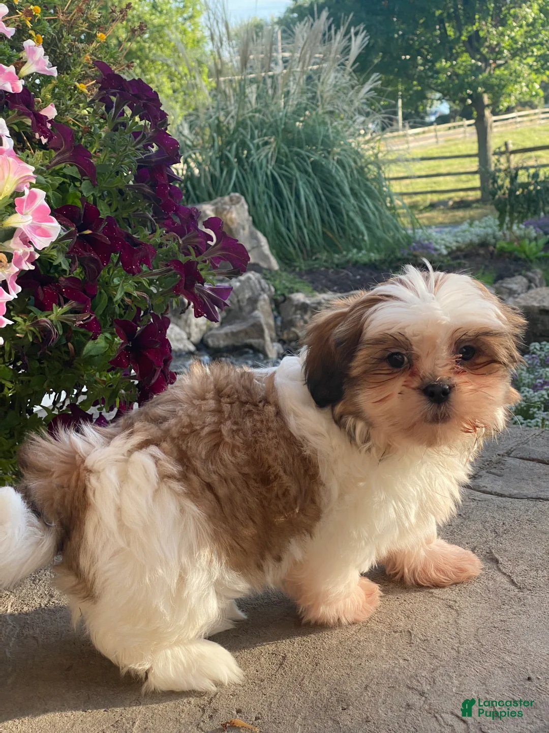 Shih Tzu dogs for sale: Sally - Ad 3