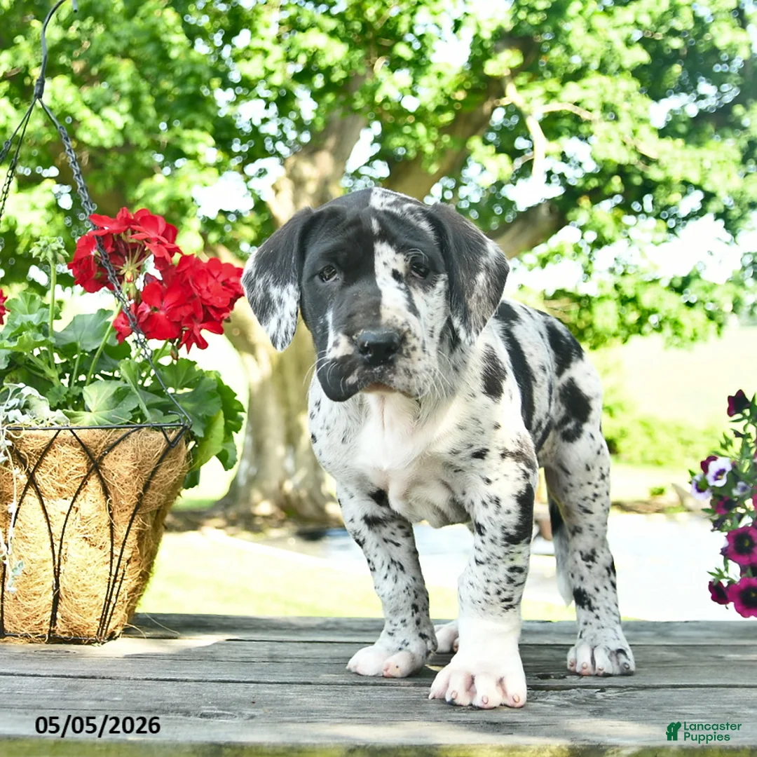 Great Dane dogs for sale: Ceaser  - Ad 2