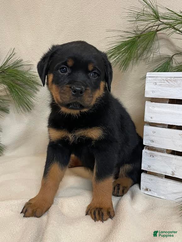 Rottweiler dogs Miss Yellow - Ad 14