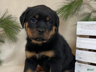 Rottweiler dogs Miss Yellow - Ad 14