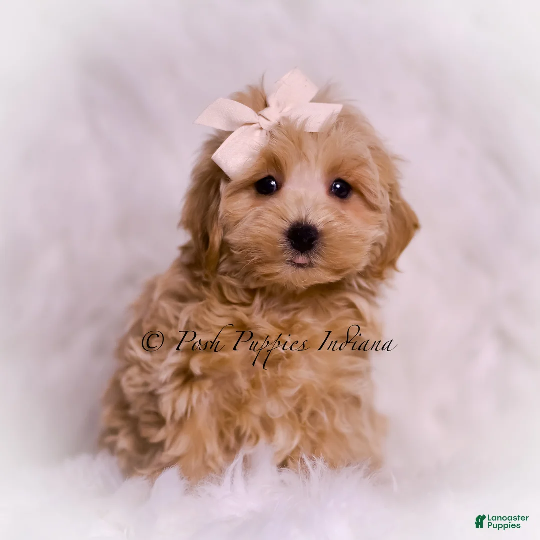 Maltipoo dogs for sale: Philly - Ad 2