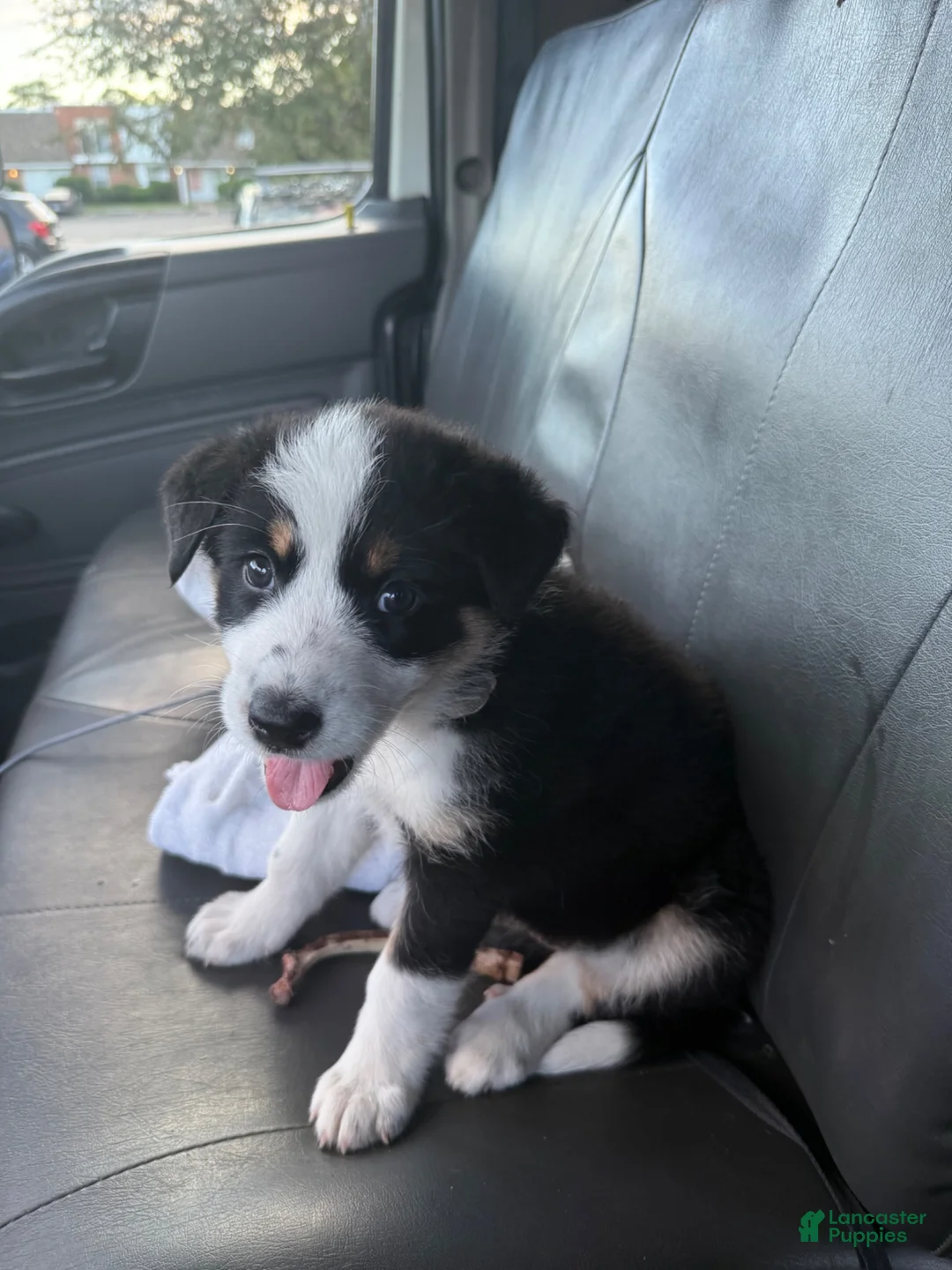 Border Collie dogs for sale: Bella the flash - Ad 2