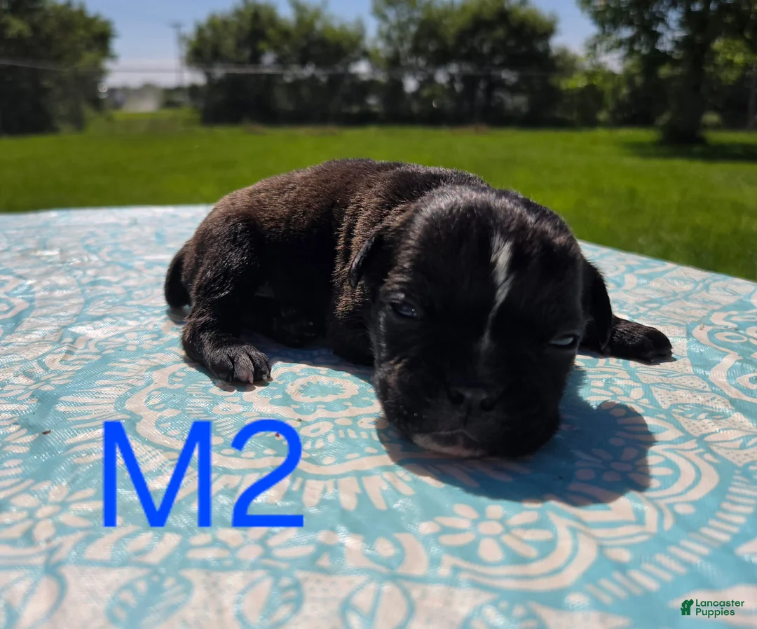 Olde English Bulldogge dogs for sale: Buzz - Ad 2
