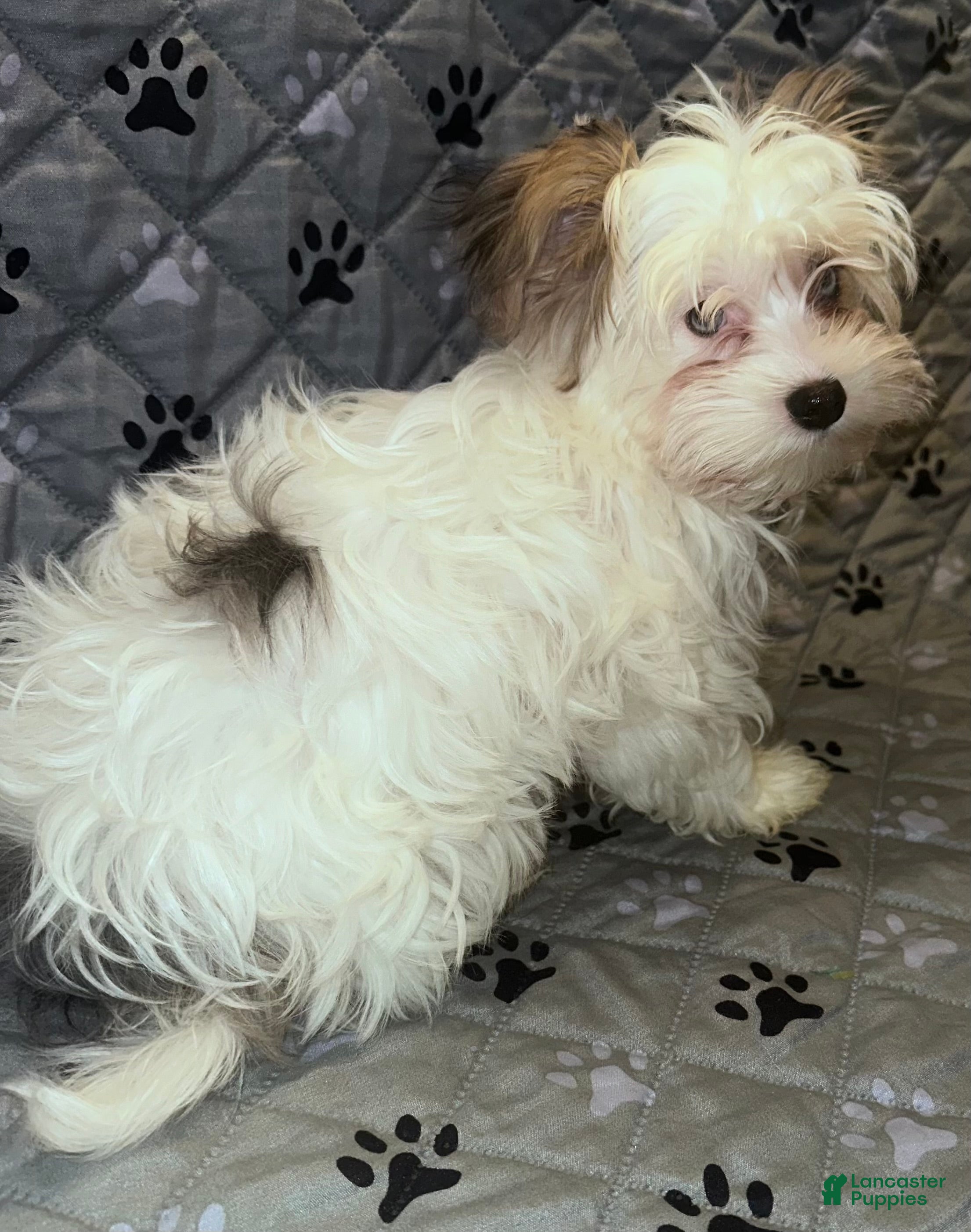 Yorkshire Terrier dogs for sale: Princess - Ad 18