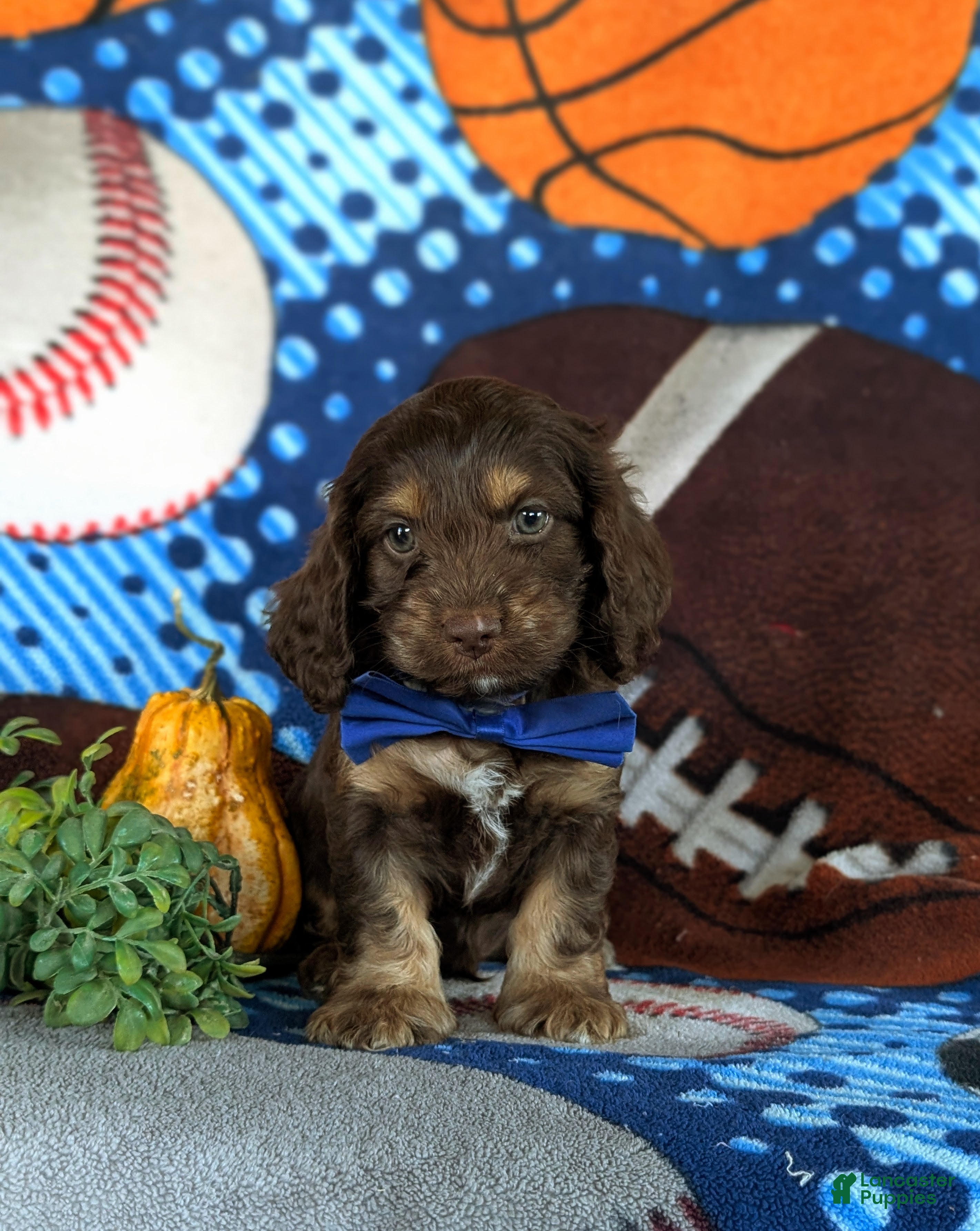 Cockapoo dogs for sale: Farlow - Ad 4