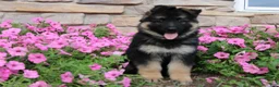 German Shepherd dogs for sale: Holly - Ad 7