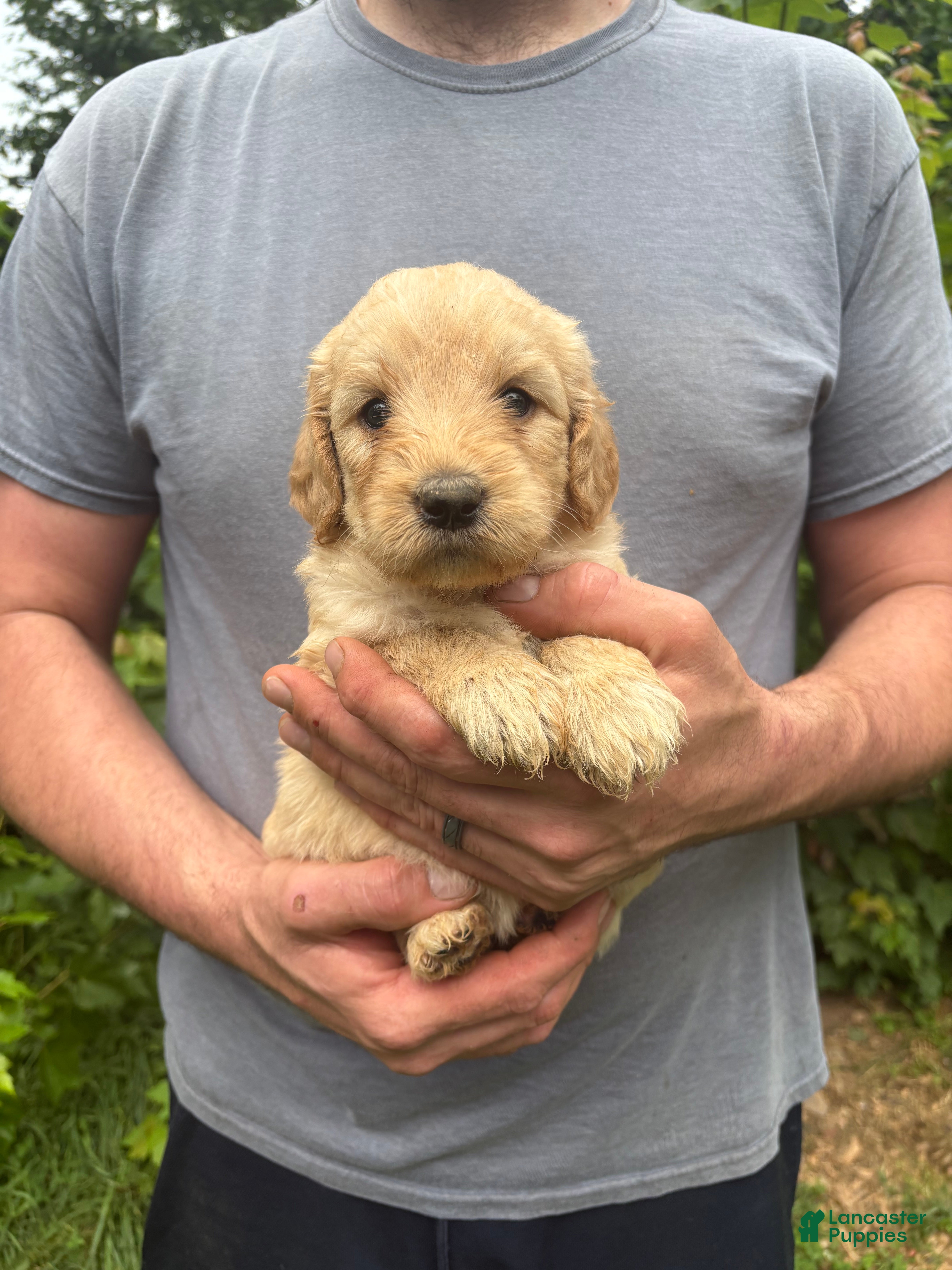 Goldendoodle dogs Goldendoodle 6 - Ad 2