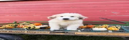 Great Pyrenees dogs for sale: Nicky - Ad 6