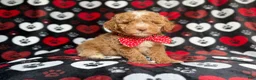 Miniature Poodle dogs for sale: Pluto - Ad 7
