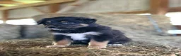 Australian Shepherd dogs for sale: Raven - Ad 6
