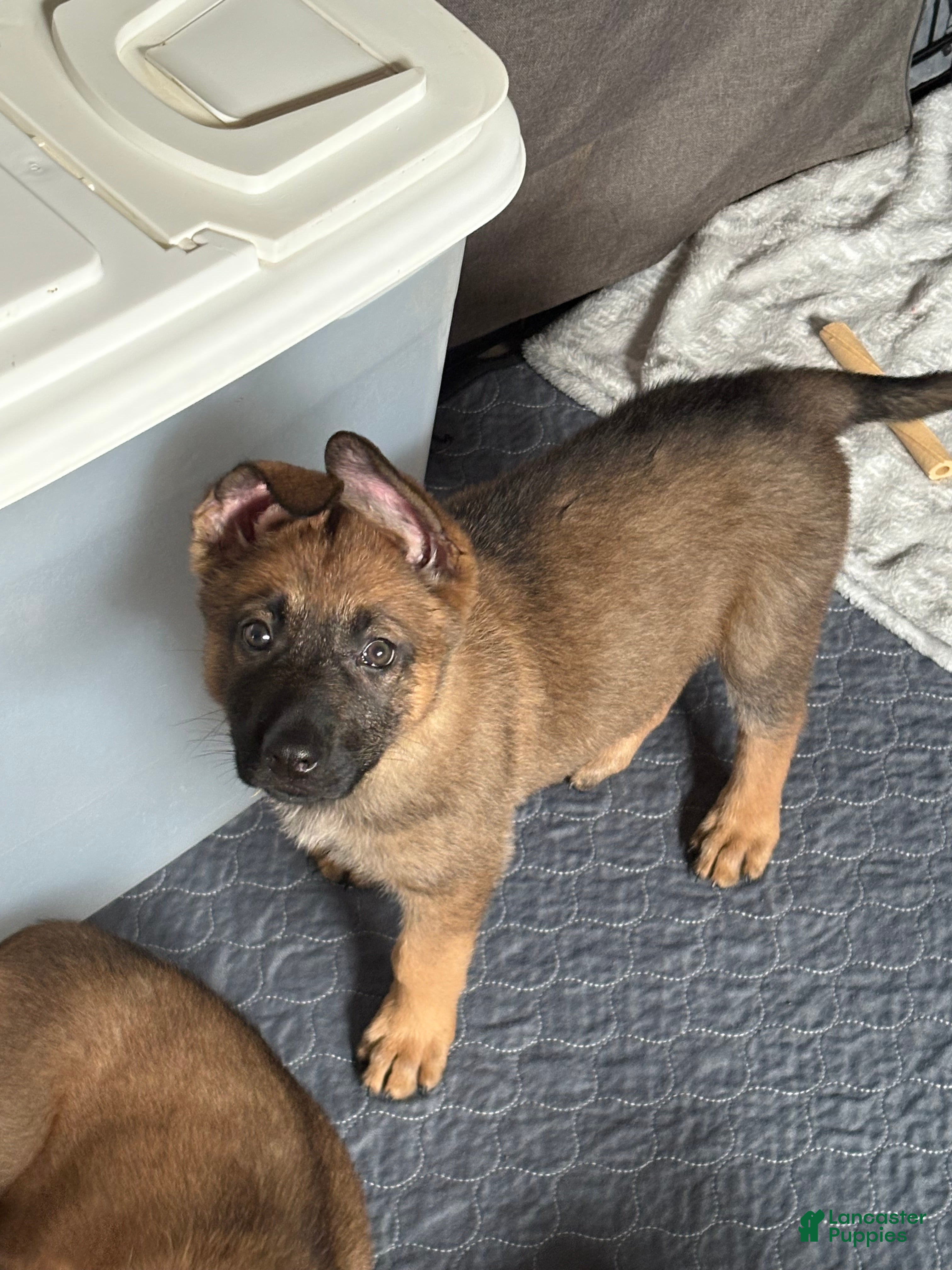 Mixed Breed dogs Daffodil - Ad 1