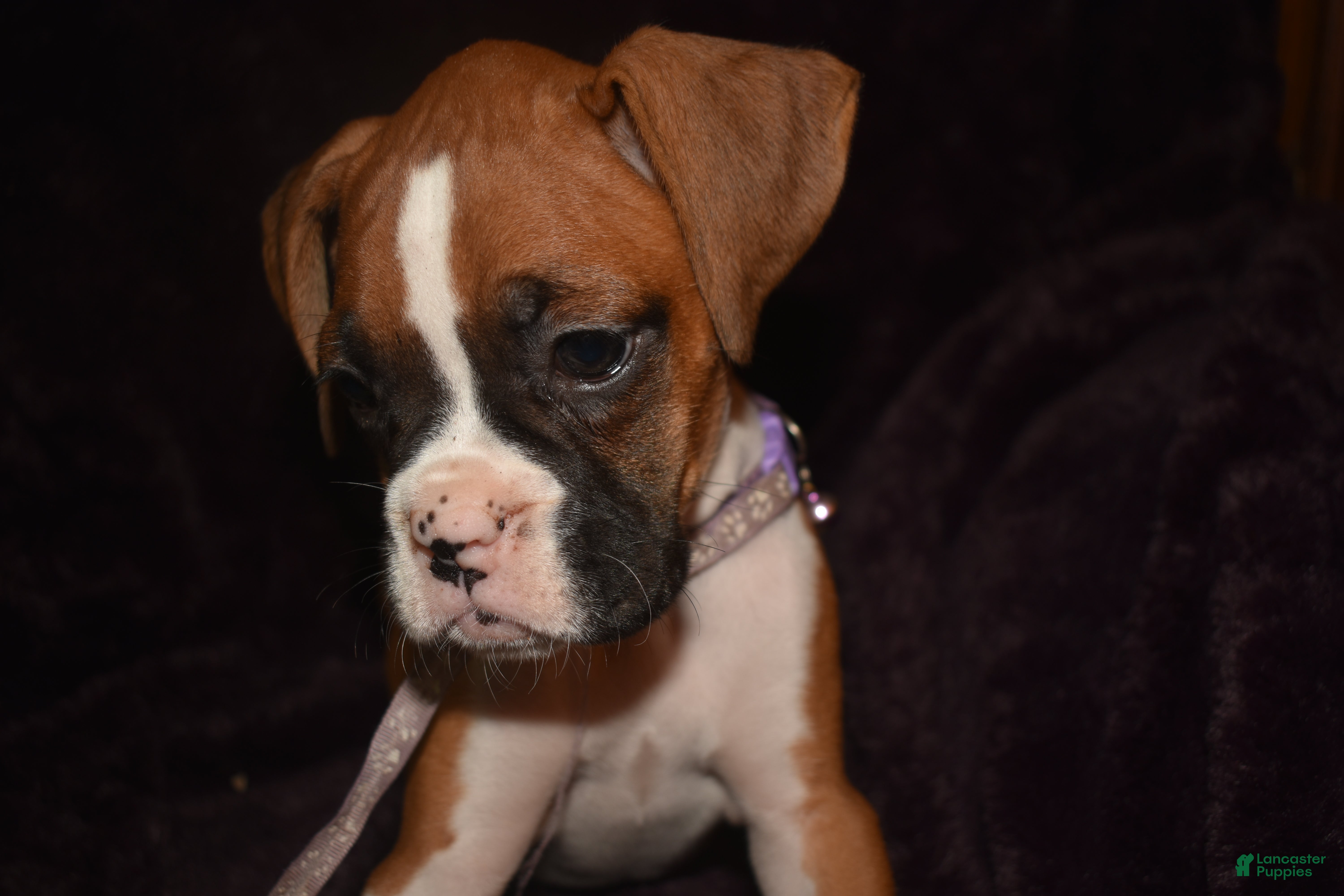 Boxer dogs Biscuit_Female - Ad 2