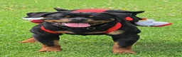 Rottweiler dogs for stud: DRONIQ - DONEY UNO - Ad 6