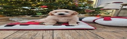 Golden Retriever dogs for sale: Golden Retriever Puppy 6 - Ad 1