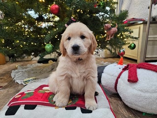 Golden Retriever dogs Golden Retriever Puppy 6 - Ad 39