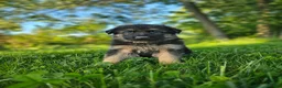 German Shepherd dogs for sale: Sniper  - Ad 6